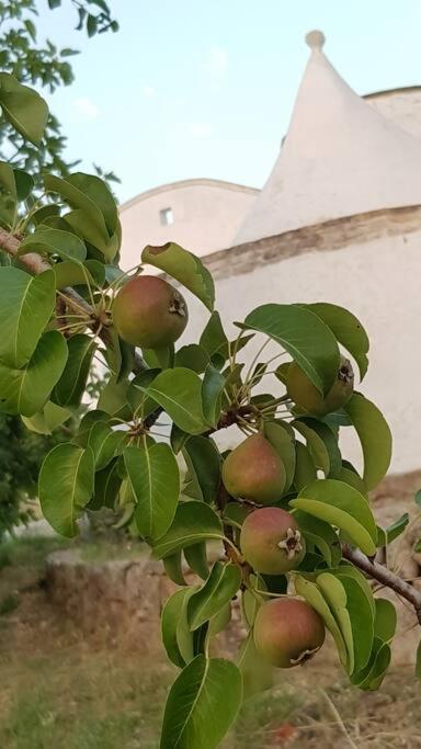 Podere Del Gelso Bianco, Vacation Rental 奥斯图尼 外观 照片
