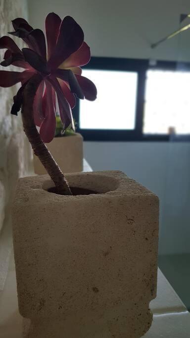 Podere Del Gelso Bianco, Vacation Rental 奥斯图尼 外观 照片