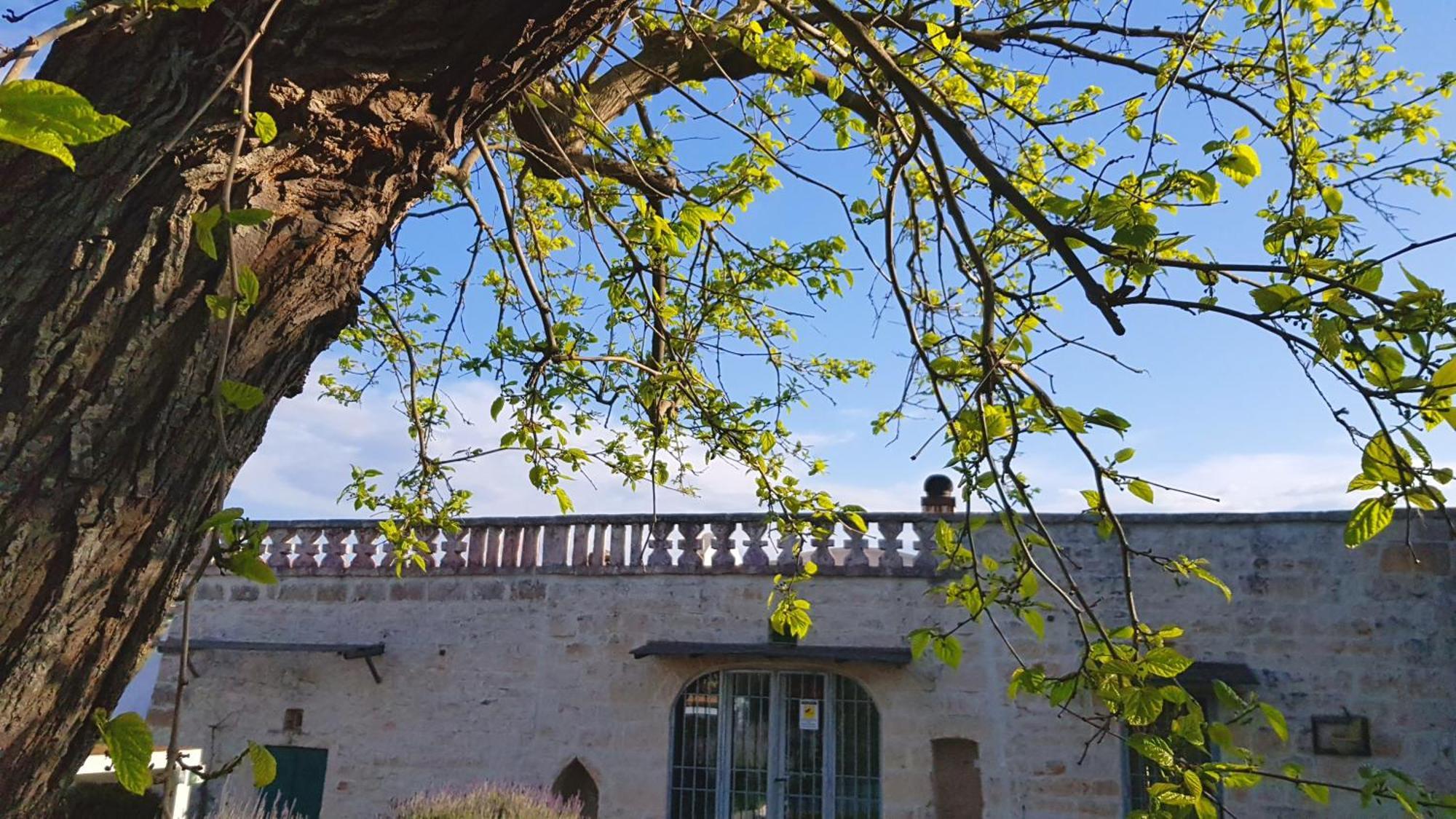 Podere Del Gelso Bianco, Vacation Rental 奥斯图尼 外观 照片