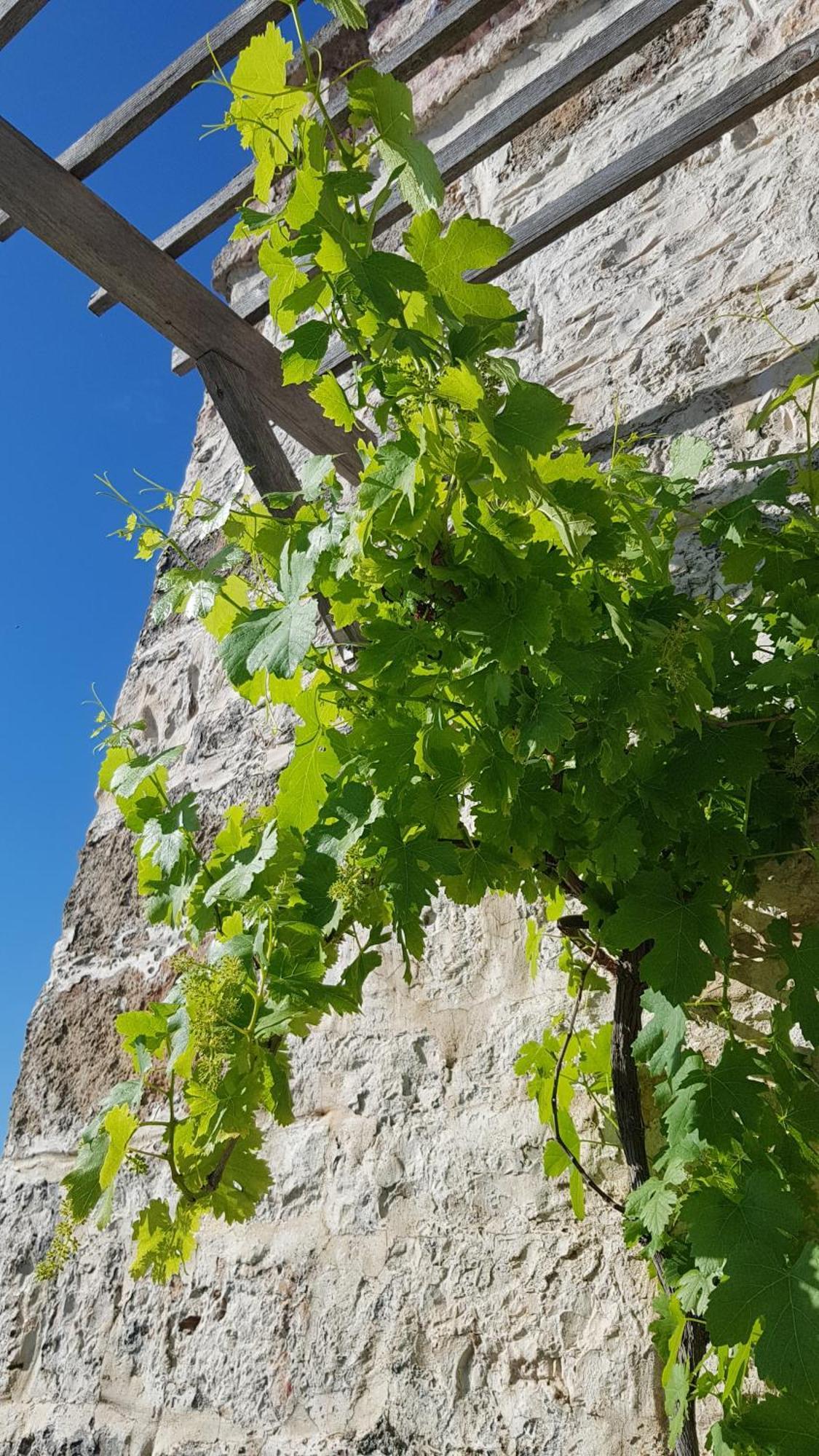 Podere Del Gelso Bianco, Vacation Rental 奥斯图尼 外观 照片